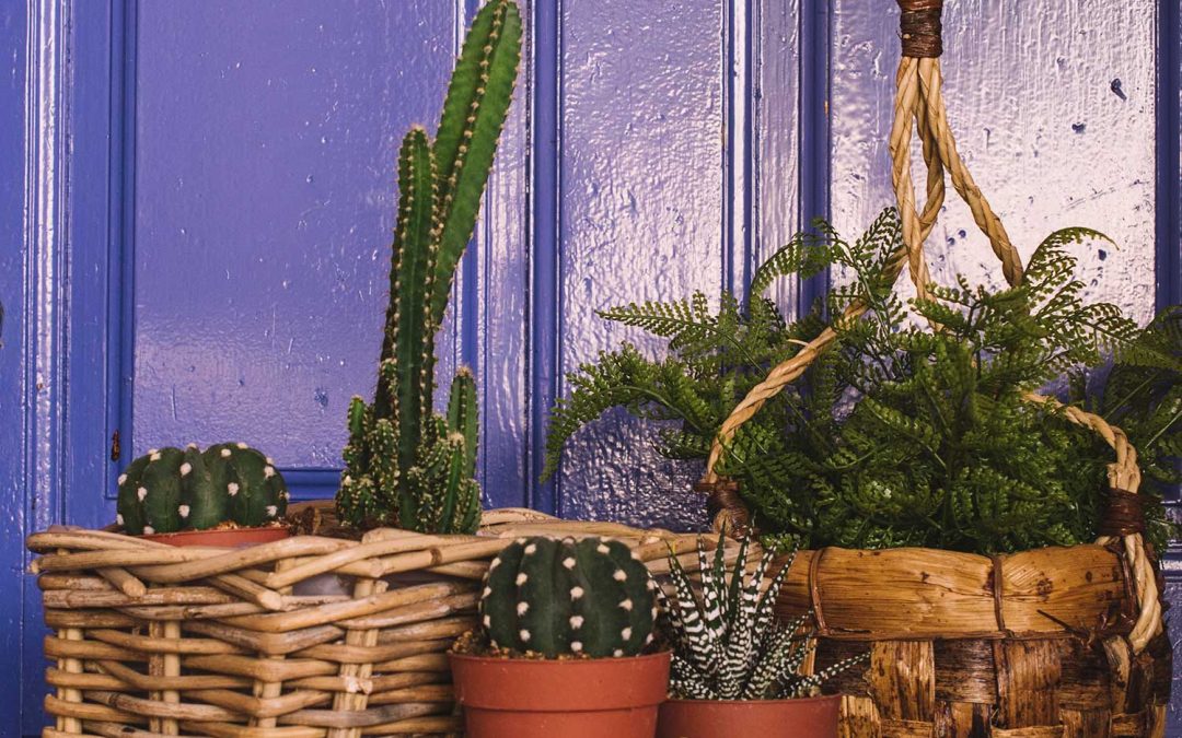 Embellece tu Jardín este Verano con Diferentes Tipos de Macetas de Exterior